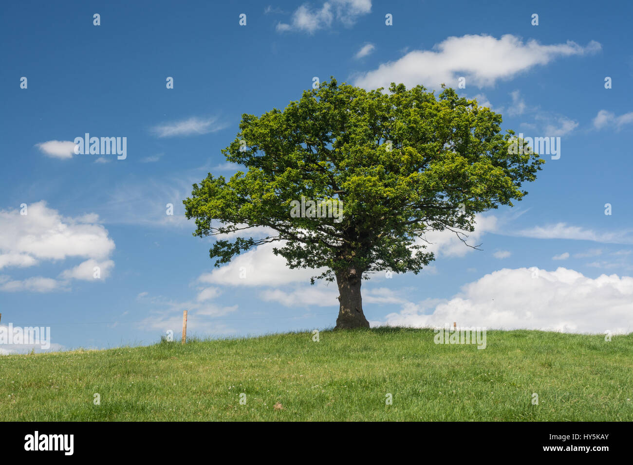 Albero in un campo con un cielo blu Foto Stock