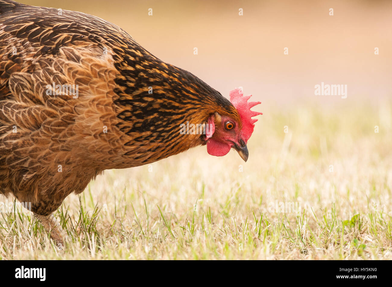Pollo in un cortile Foto Stock