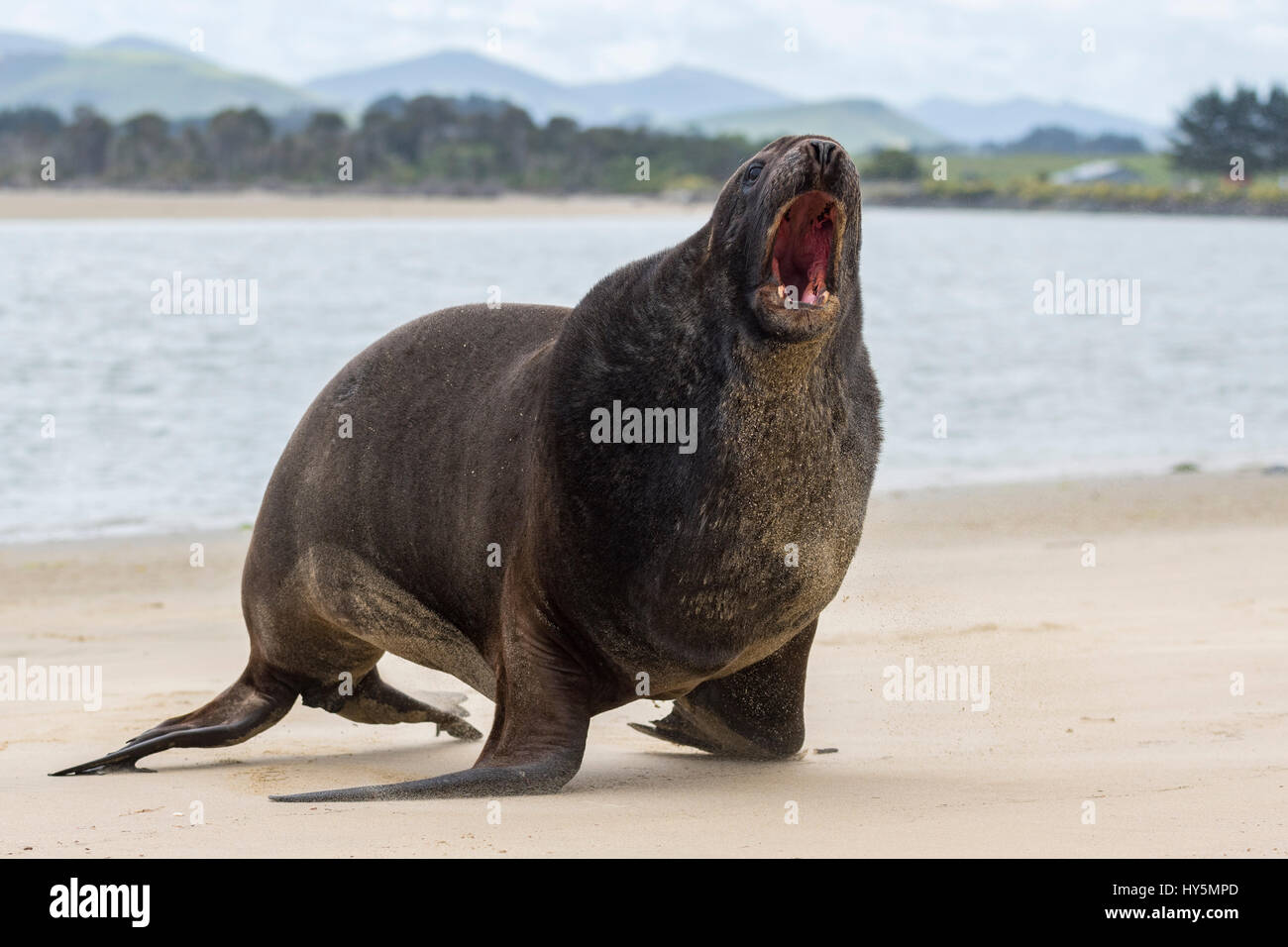 Nuova Zelanda Sea Lion (Phocarctos hookeri), Adulto bull sulla spiaggia, ruggito, Surat Bay, Catlins, Southland, Nuova Zelanda Foto Stock