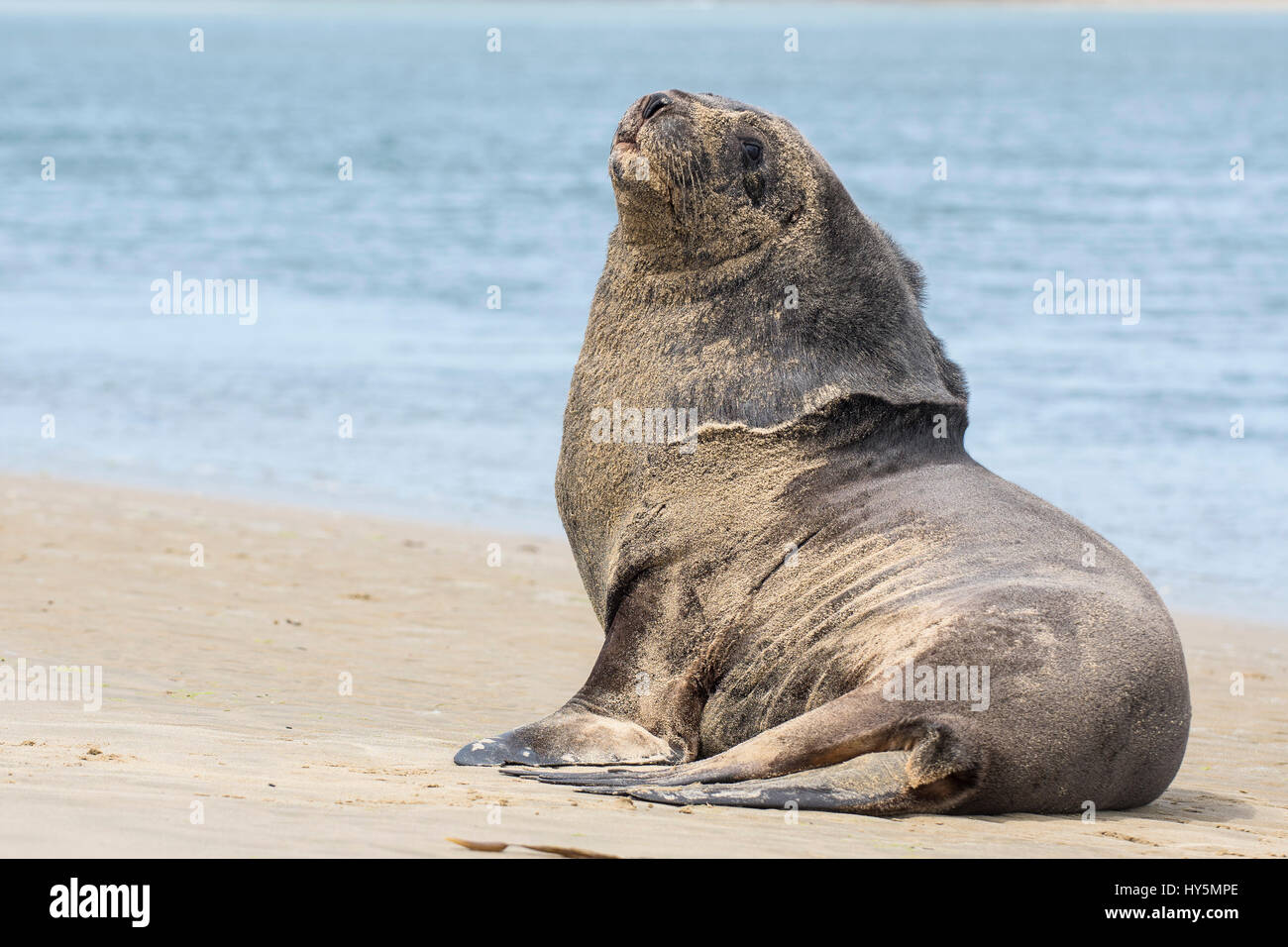 Nuova Zelanda Sea Lion (Phocarctos hookeri), Adulto bull sulla spiaggia, Surat Bay, Catlins, Southland, Nuova Zelanda Foto Stock