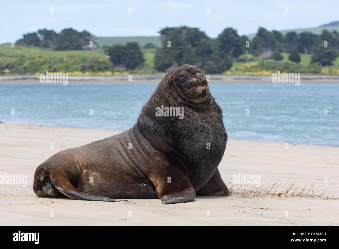 Nuova Zelanda Sea Lion (Phocarctos hookeri), Adulto bull sulla spiaggia, Surat Bay, Catlins, Southland, Nuova Zelanda Foto Stock