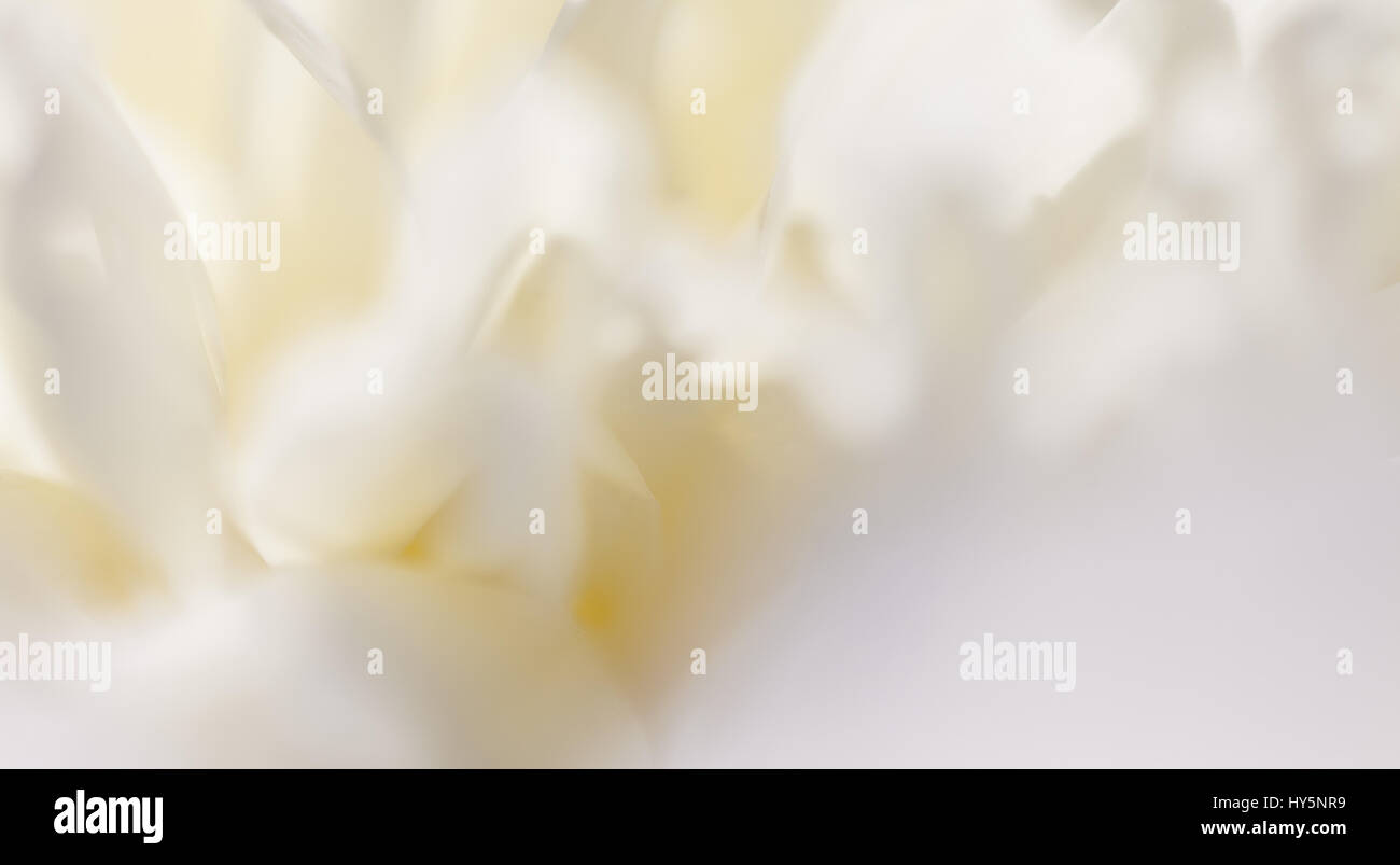 Close up fiore bianco petalo, teal, soft immagine da sogno Foto Stock