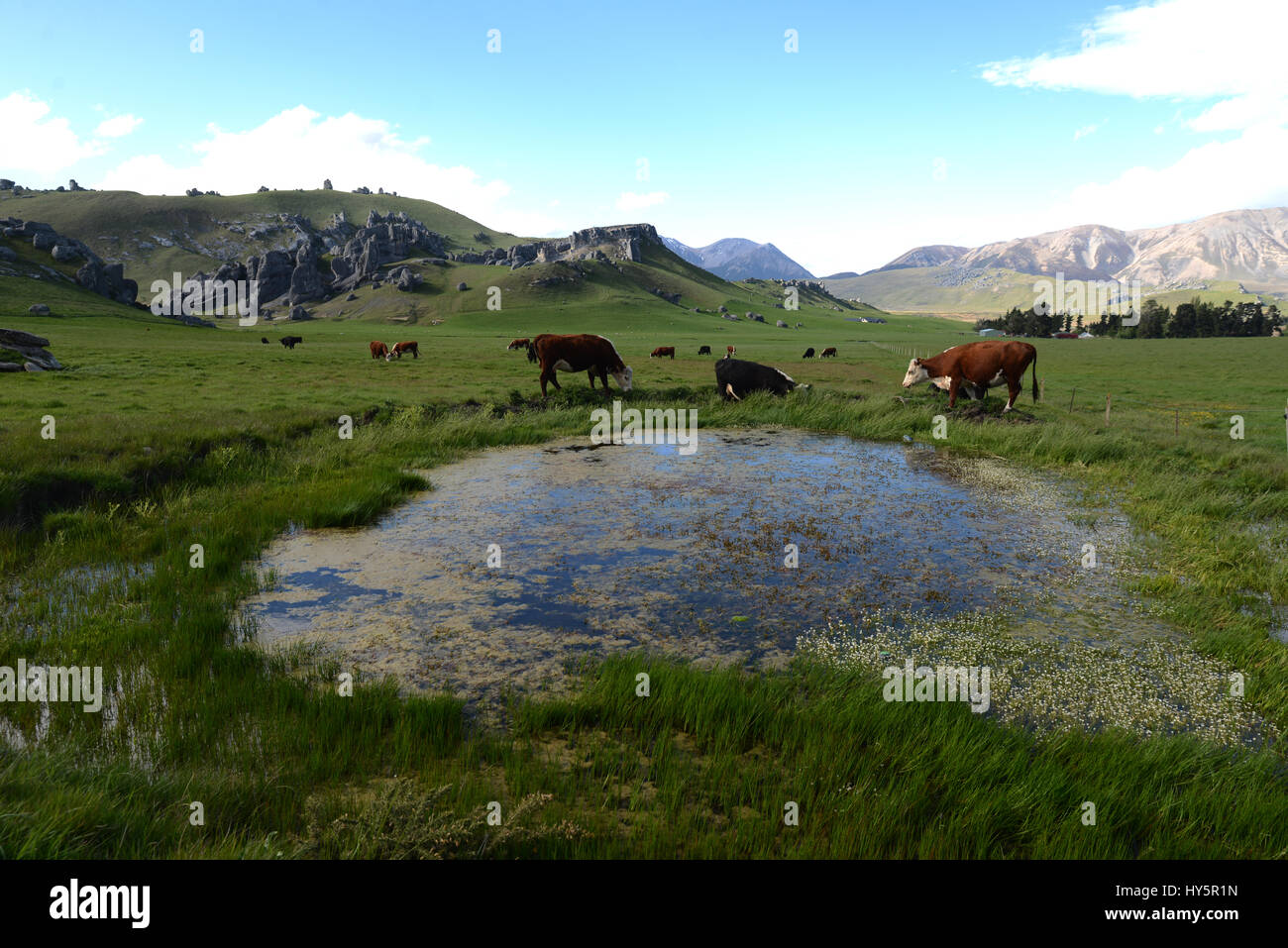 Bovini da carne pascolare nei pressi di affioramenti di roccia calcarea a Castle Hill, Isola del Sud, Nuova Zelanda Foto Stock