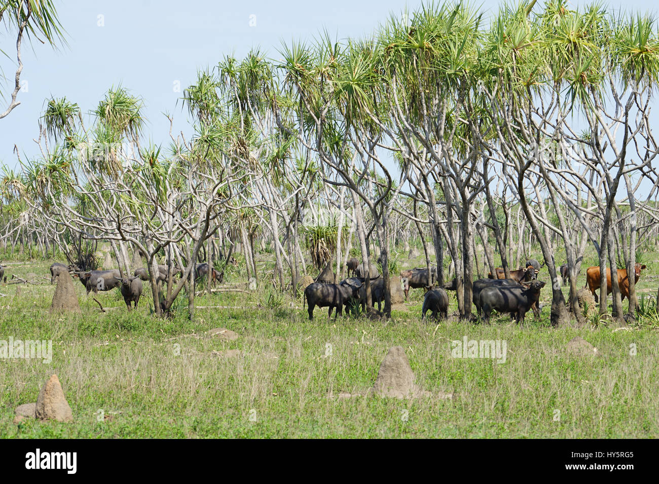 Una mandria di bufali selvaggi appoggiata dal mezzodì sun nel Territorio del Nord, l'Australia Foto Stock
