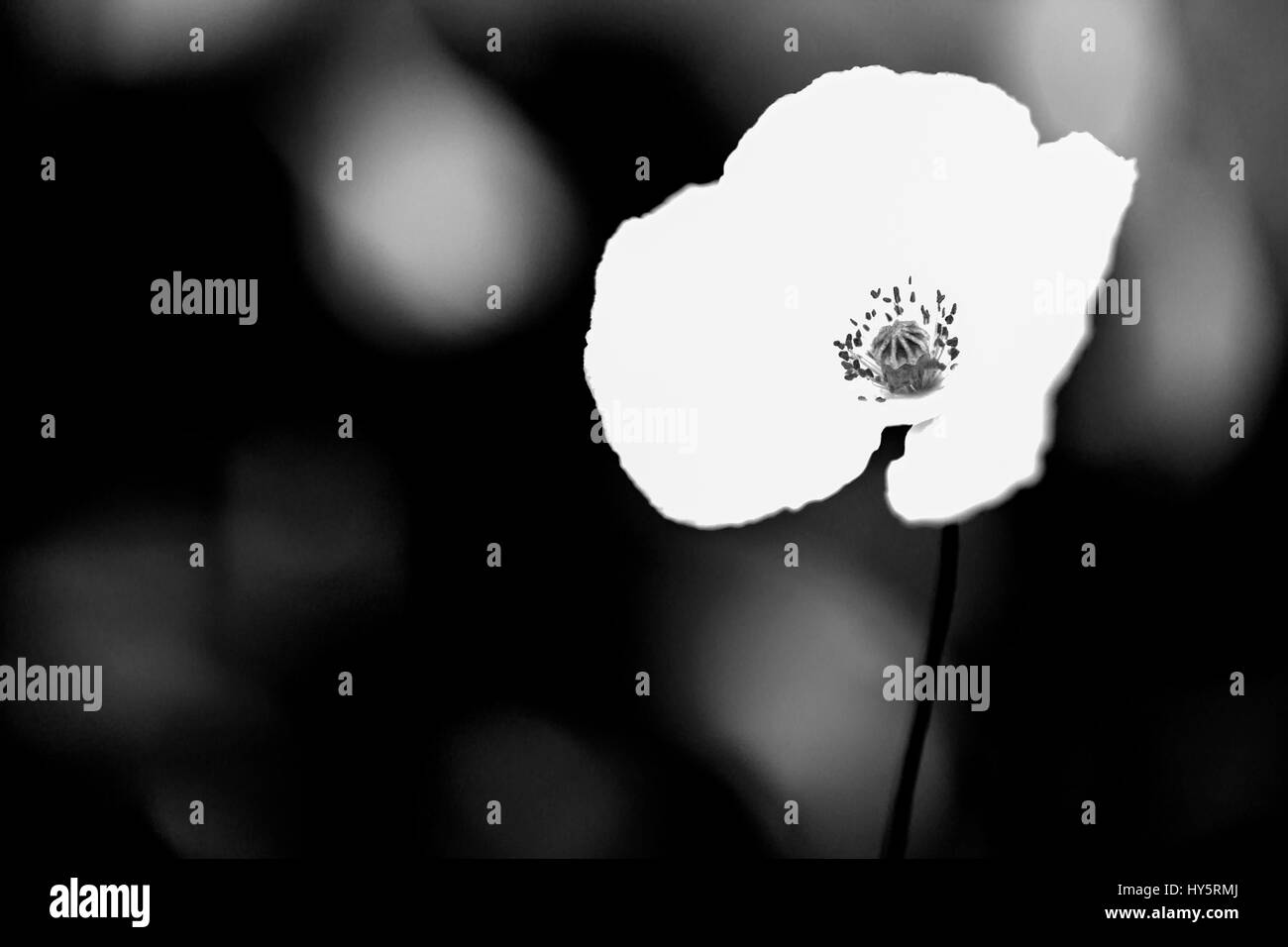 L'arte,artistico,bellissima,beauty,Black,bianco e nero,bloom,blooming,blossom,l'elemento,campo,floral,fiore,giardino,immagine,isolato,natura,impianto,il papavero,stagione,solo,l'estate,vettore,bianco Foto Stock