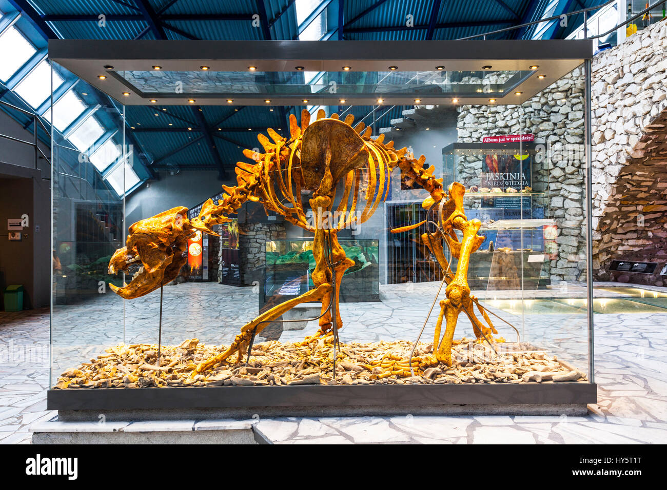 L'attrazione,attrazioni,bear,grotta dell'orso,ossa,eshibit,centro storico,centro storico,centro storico,jaskinia,jaskinia niedzwiedzia,kletno,Bassa Slesia, mikolaj,niedzwiedzia,skeleton,turismo Bassa Slesia,destinazione di viaggio,le destinazioni di viaggio,trave Foto Stock