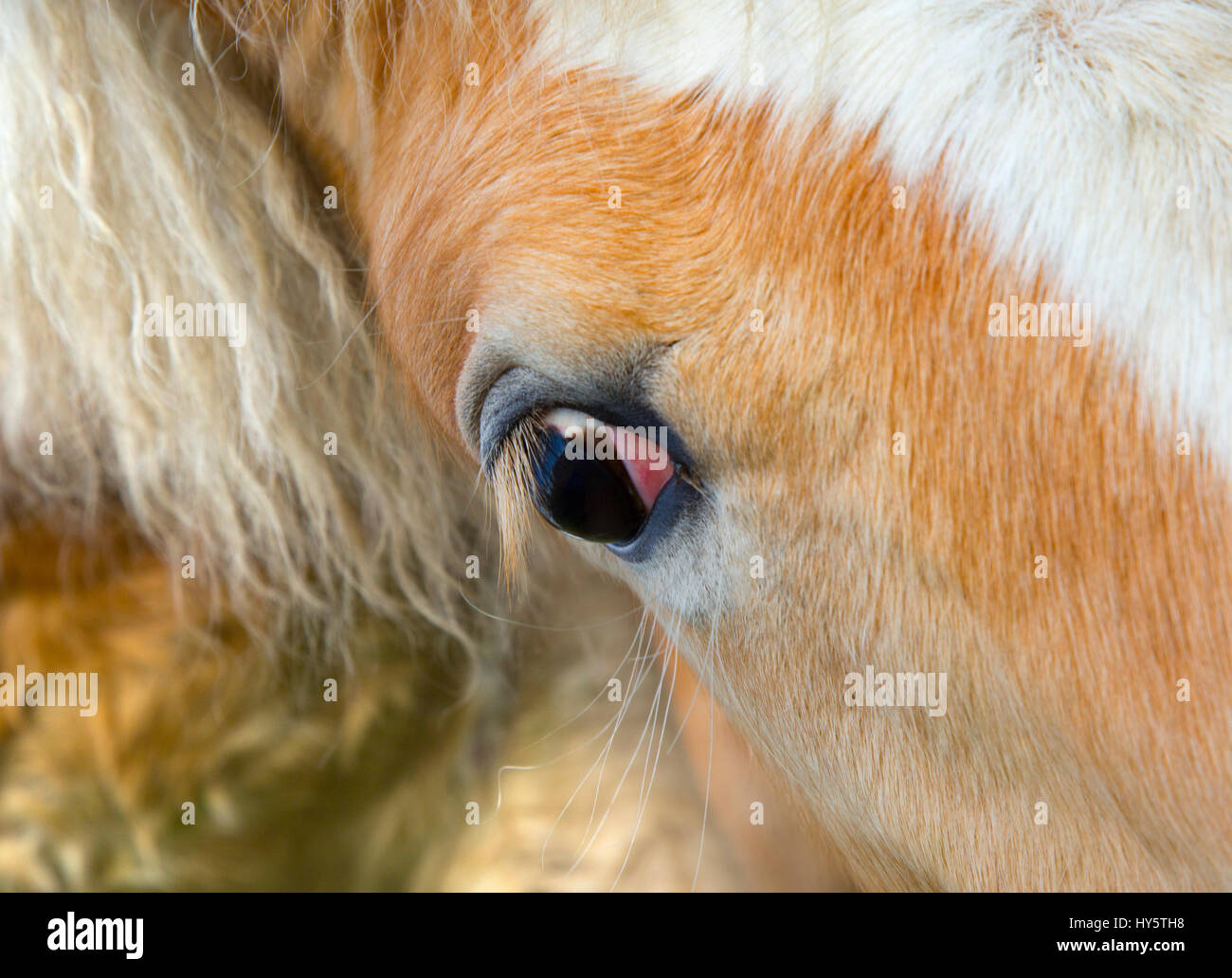 Cavalli di Razza Haflinger ravvicinata di un occhio Foto Stock
