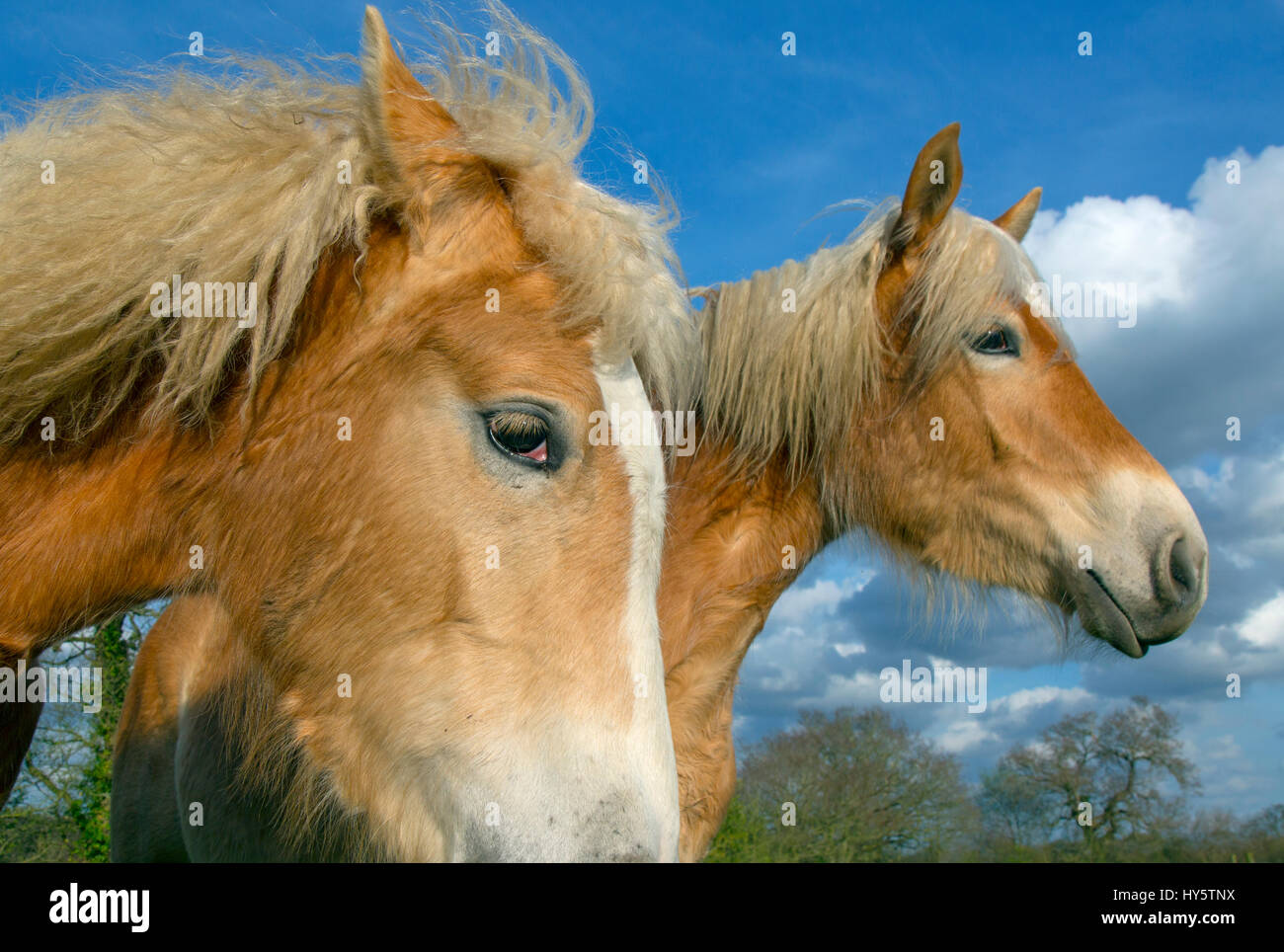 Cavalli avelignesi contro il cielo Foto Stock