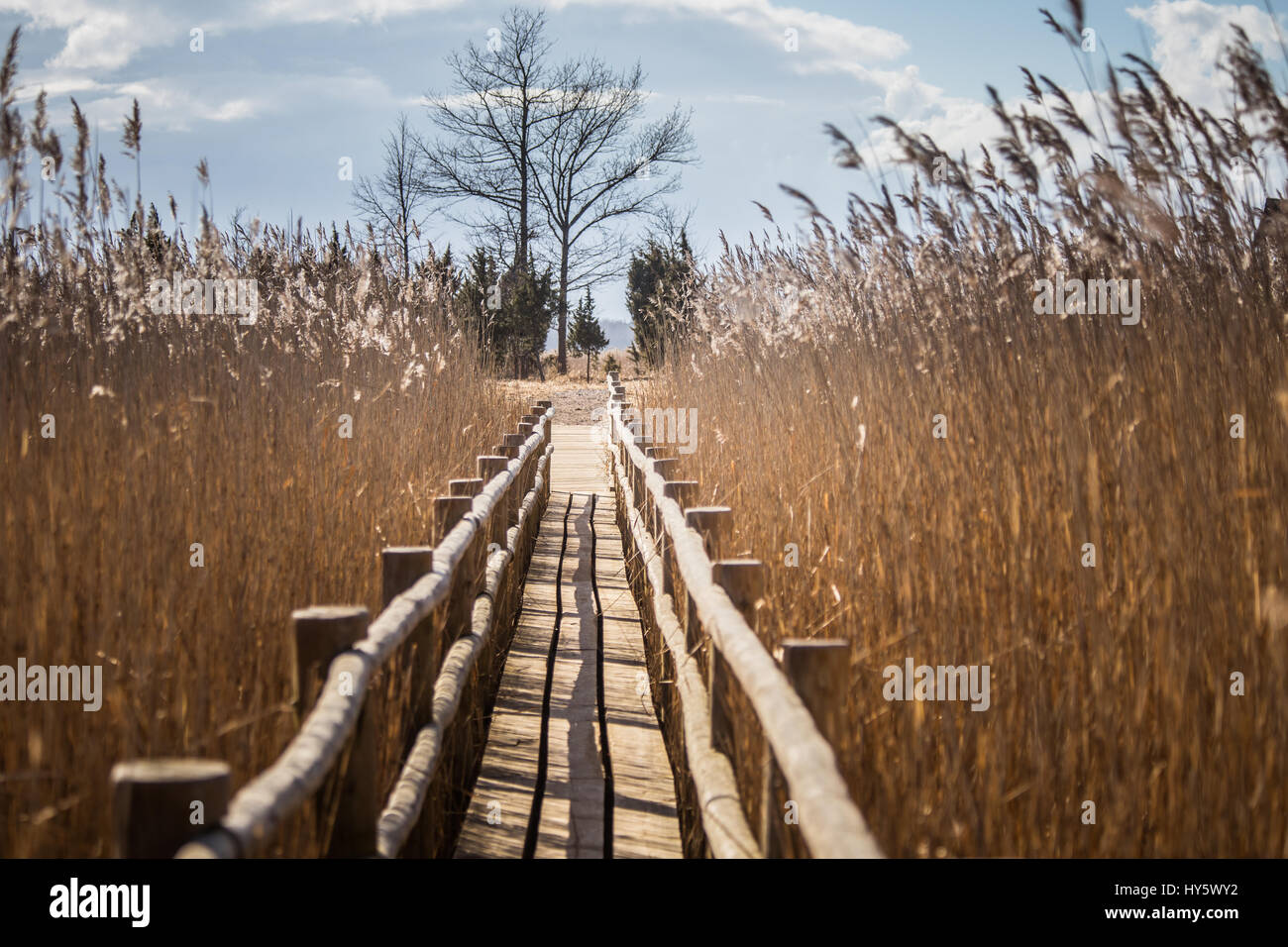 Un bellissimo sentiero in legno attraverso ance sulle sponde di un lago in primavera Foto Stock