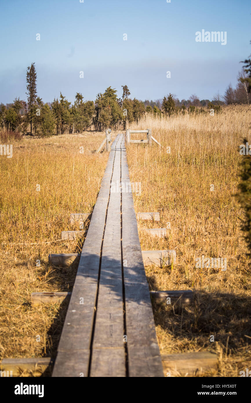 Un bellissimo sentiero in legno attraverso ance sulle sponde di un lago in primavera Foto Stock