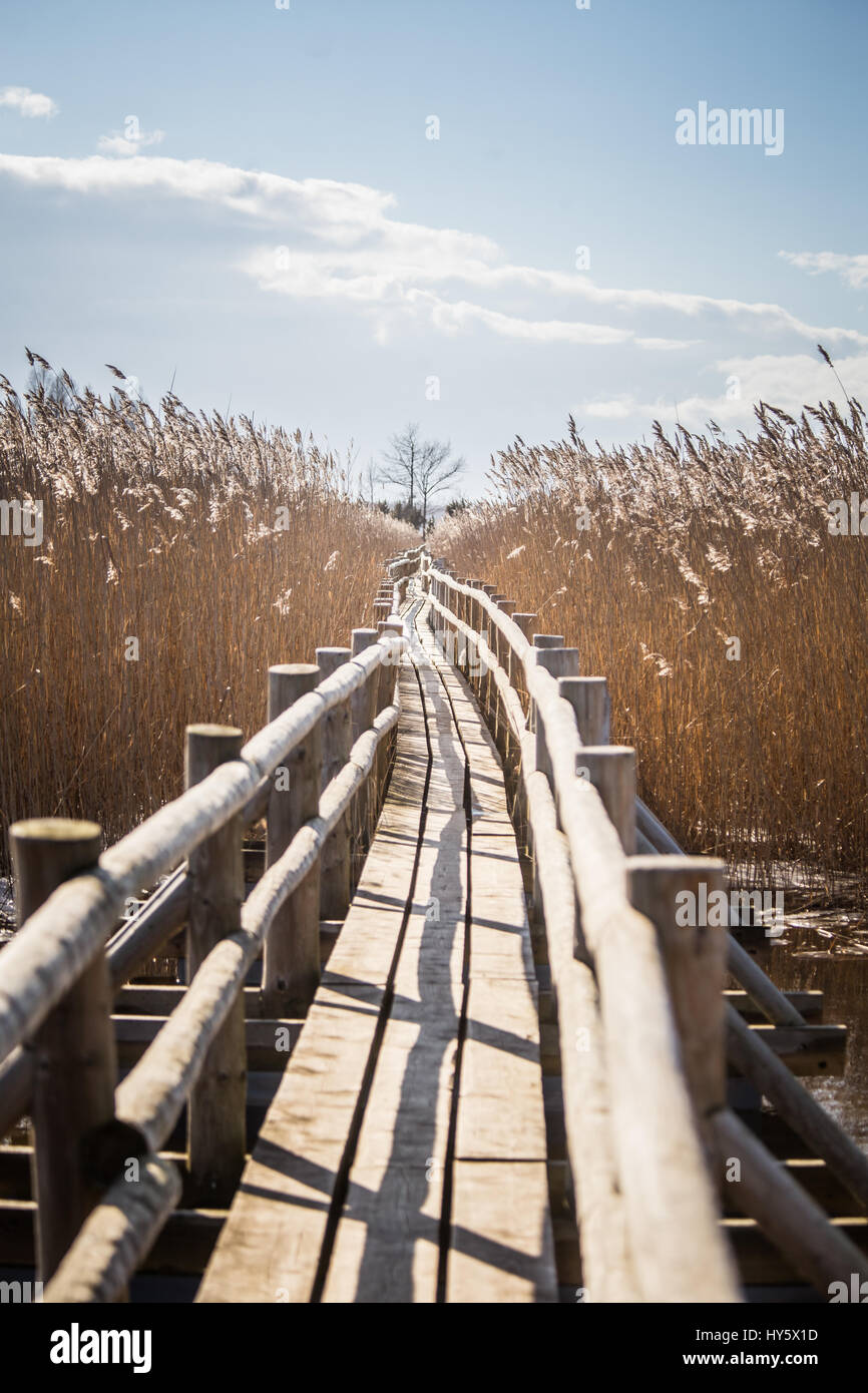 Un bellissimo sentiero in legno attraverso ance sulle sponde di un lago in primavera Foto Stock