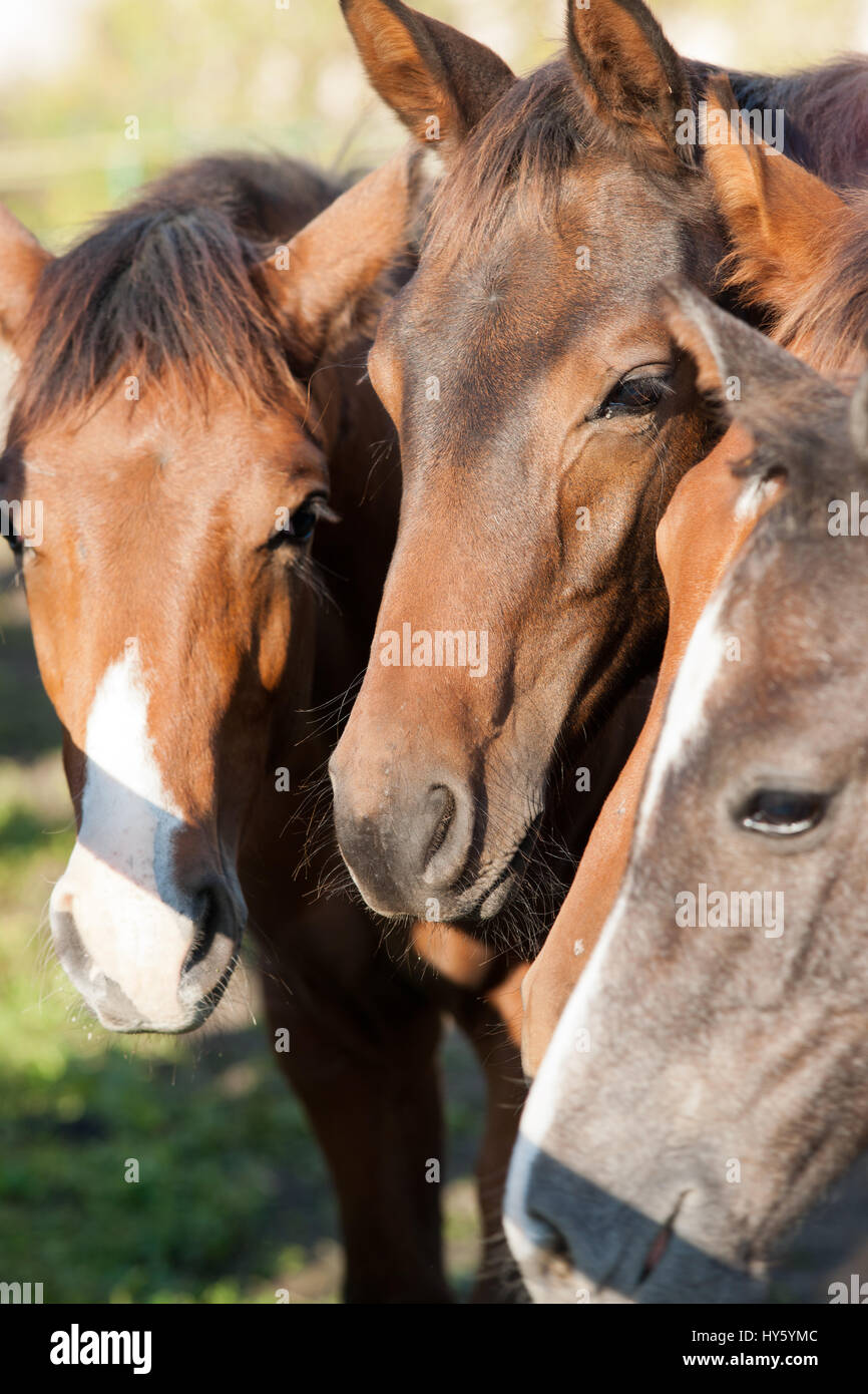 Cavalli al pascolo al pascolo - portrat Foto Stock