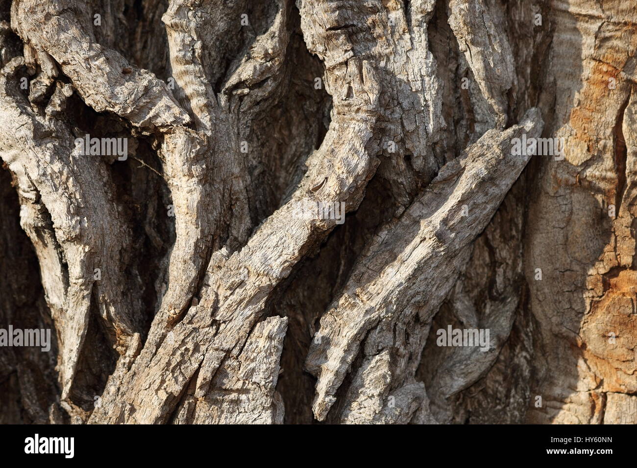 Dettaglio di molto vecchio Poplar Tree corteccia naturale consistenza reale Foto Stock