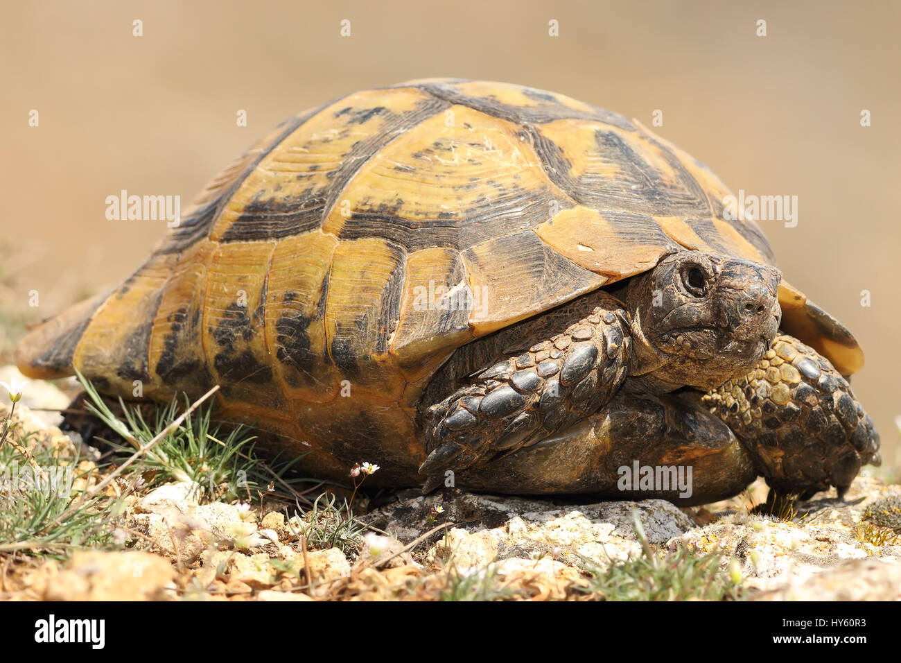 Sperone-thighed tortoise closeup, animale selvatico schiuse dalla modalità di ibernazione in marzo ( Testudo graeca ) Foto Stock