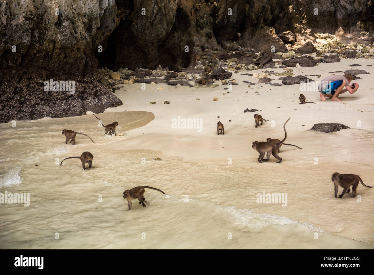 Scimmie di mare immagini e fotografie stock ad alta risoluzione - Alamy