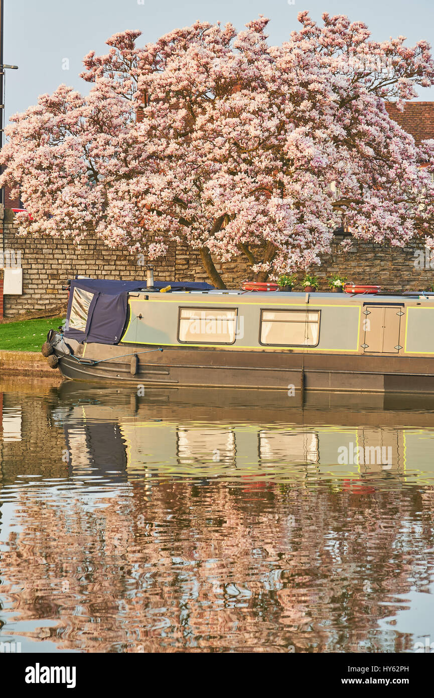 Narrowboat ormeggiata nel bacino Bancroft alla fine di Stratford upon Avon canal con albero di magnolia riflessioni Foto Stock