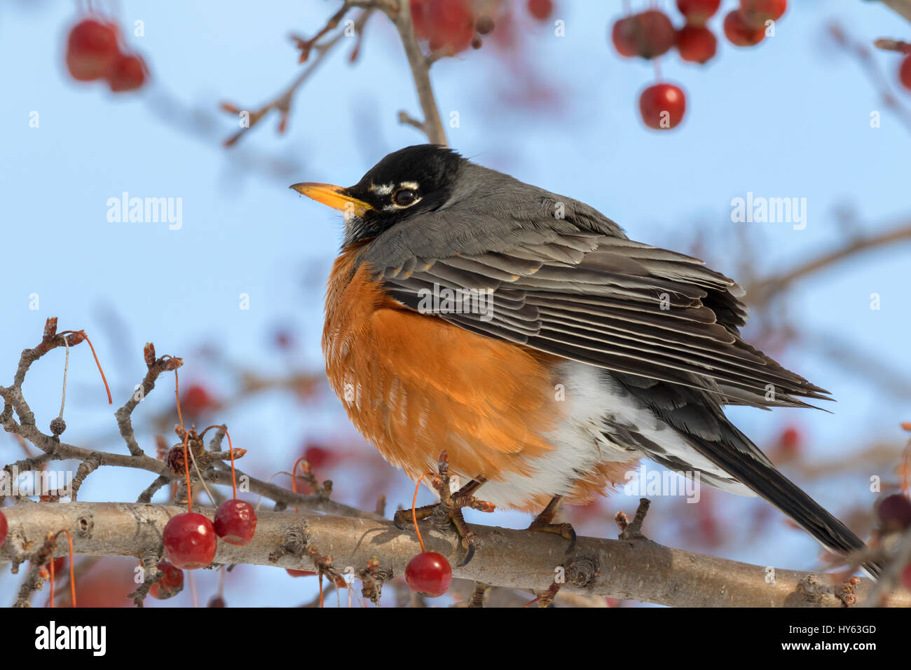 La American robin (Turdus migratorius) sul crabapple tree, Ames, Iowa Foto Stock