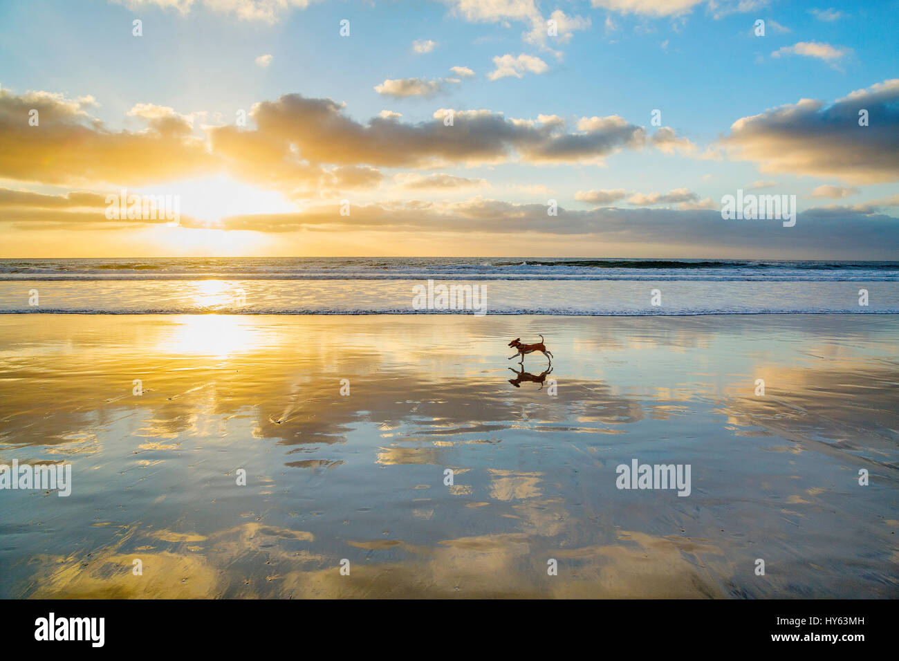 Un piccolo cane che corre a La Jolla Shores beach a la Jolla, California Foto Stock