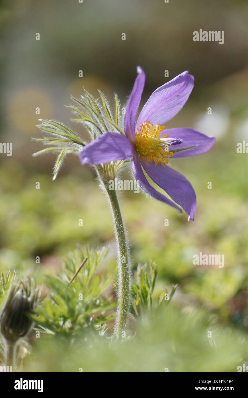 Pulsatilla vulgaris Foto Stock