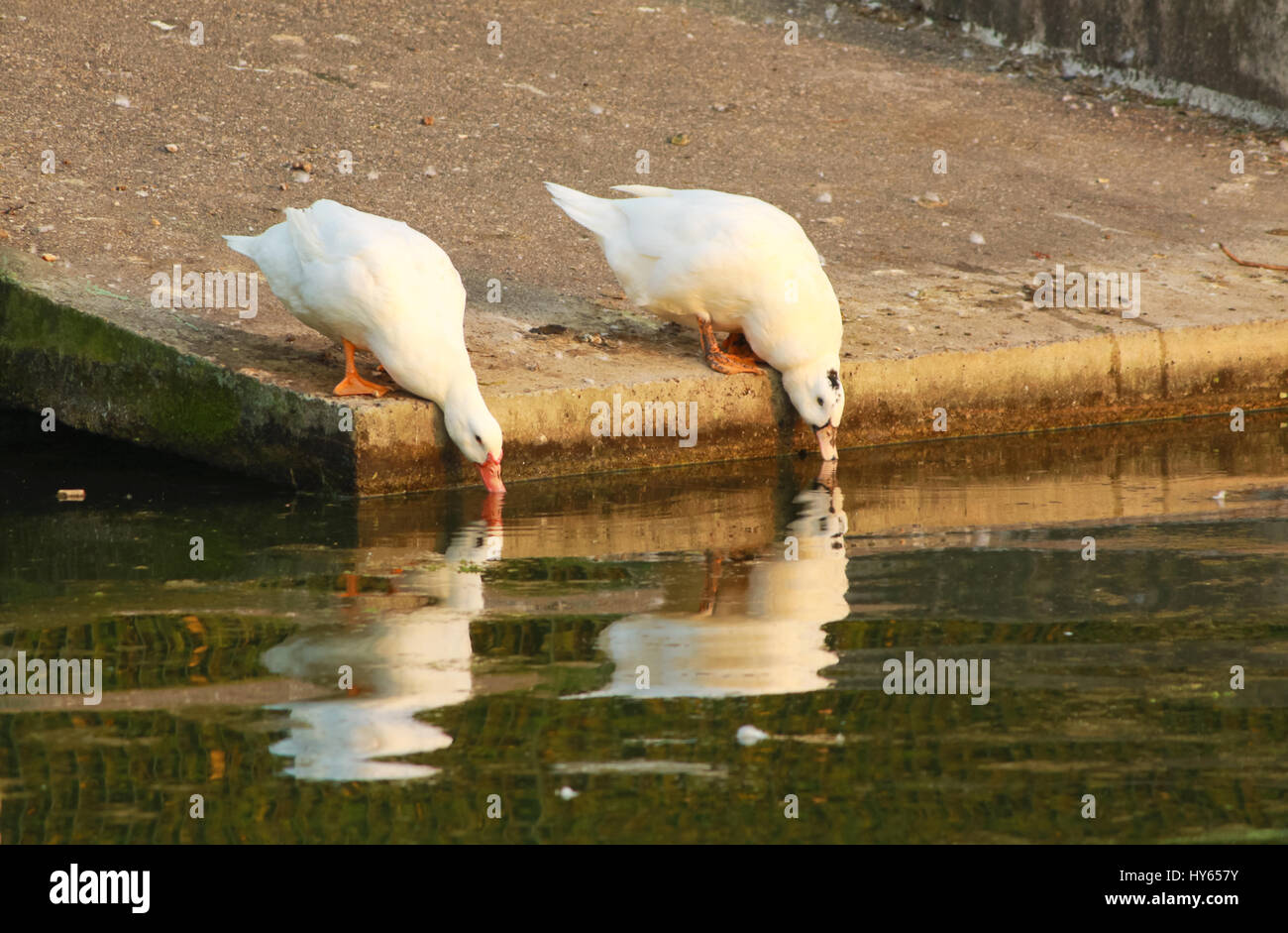 Duck acqua potabile stagno Foto Stock