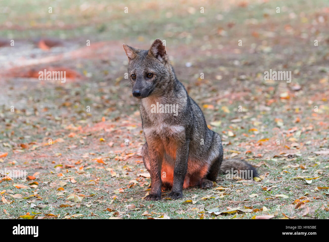 Crab-eating Fox (thous Cerdocyon), Pantanal, Mato Grosso, Brasile Foto Stock