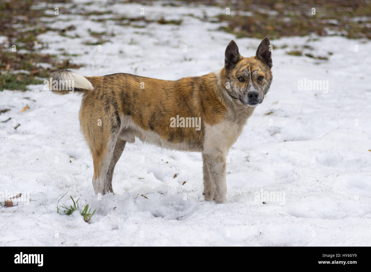 Ritratto di tiger randagio cane colorato in piedi su una sporca la neve nel Parco di primavera Foto Stock