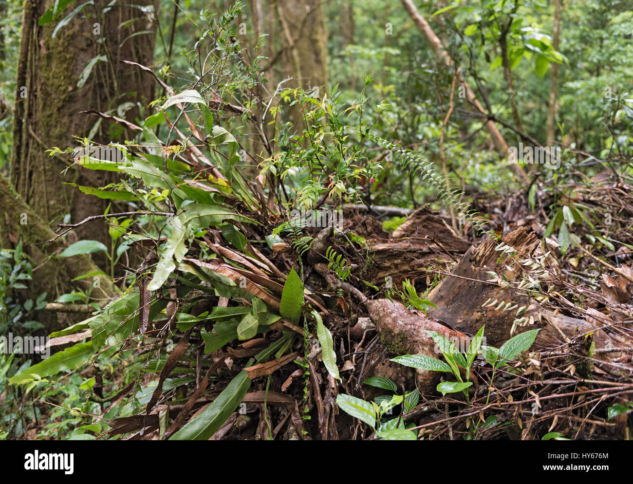 Alberi e piante nella Monteverde Cloud Forest Riserve, Costa Rica Foto Stock