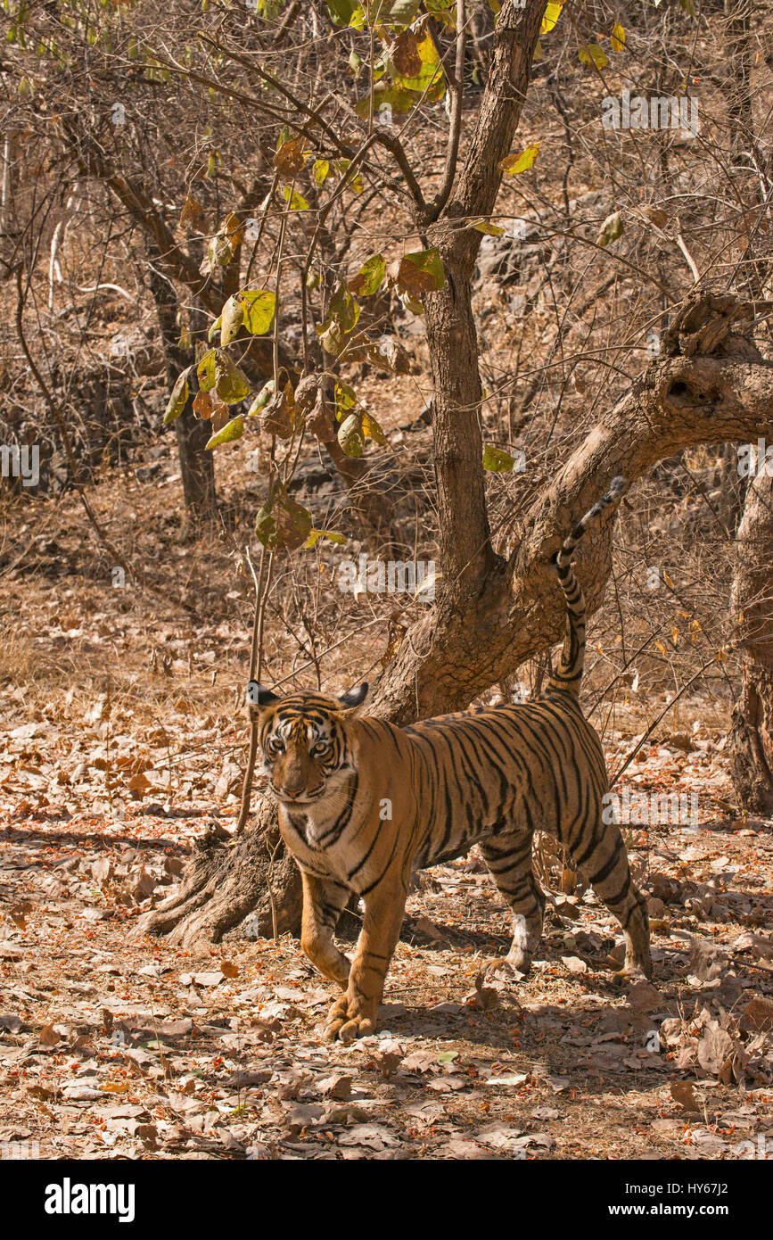 Royal tigre del Bengala, territorio di marcatura mediante spruzzatura di un tronco di albero con urina, in secco di foreste di latifoglie del parco nazionale di Ranthambore dell India, durante Foto Stock