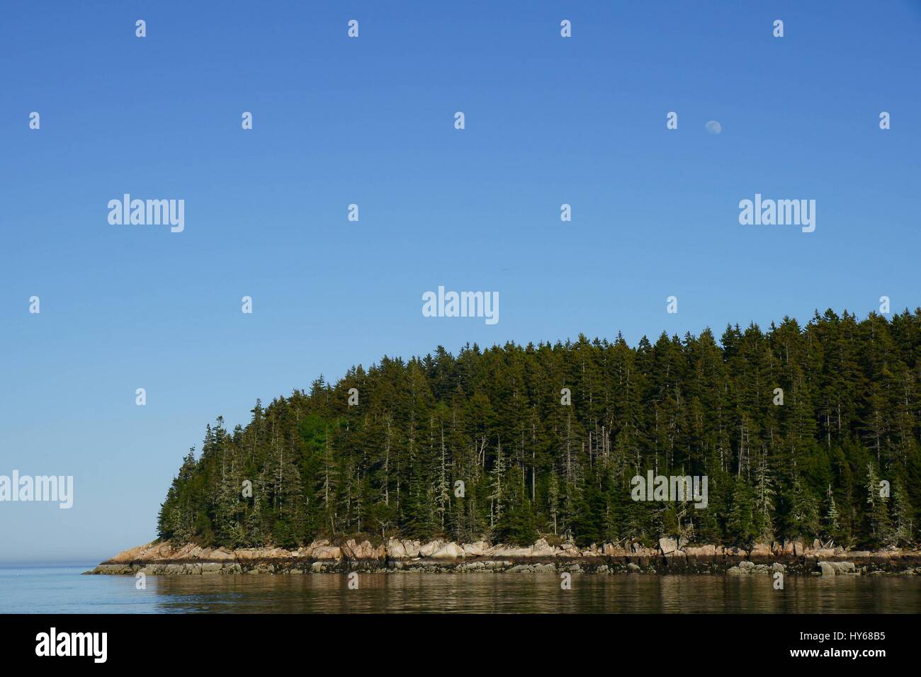 La temperata foresta di conifere sul sassoso island con un pallido luna sopra e l'acqua intorno Foto Stock