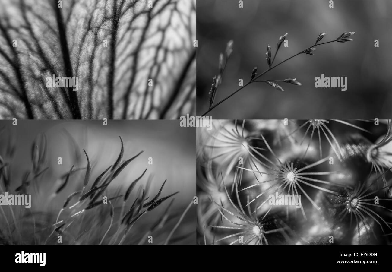 Collage Di Natura Macro Scatti In Astratto In Bianco E Nero Foto Stock Alamy