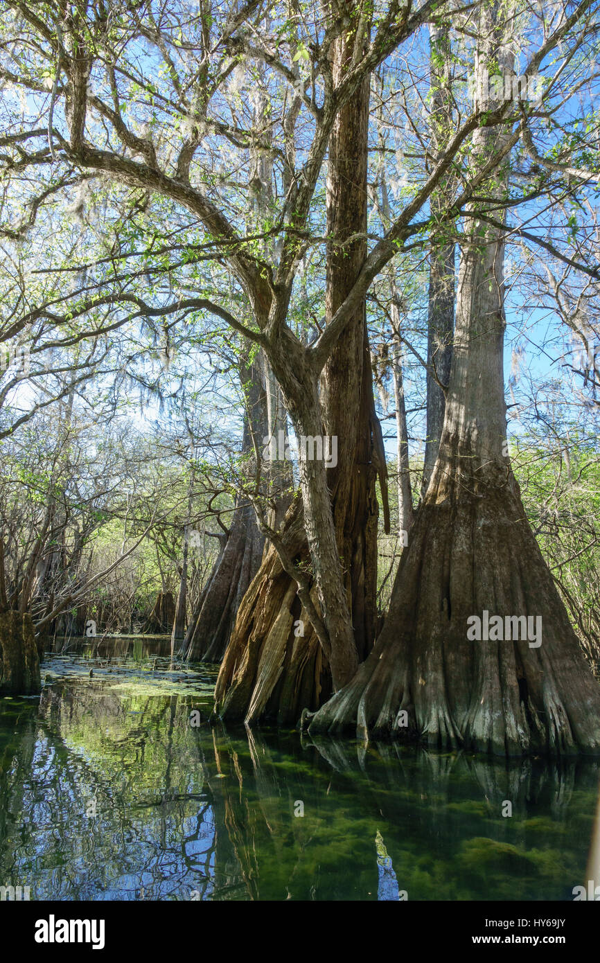 Grandi cipressi al Rock Bluff molla sul fiume Suwanee, Gilchrist County florida Foto Stock