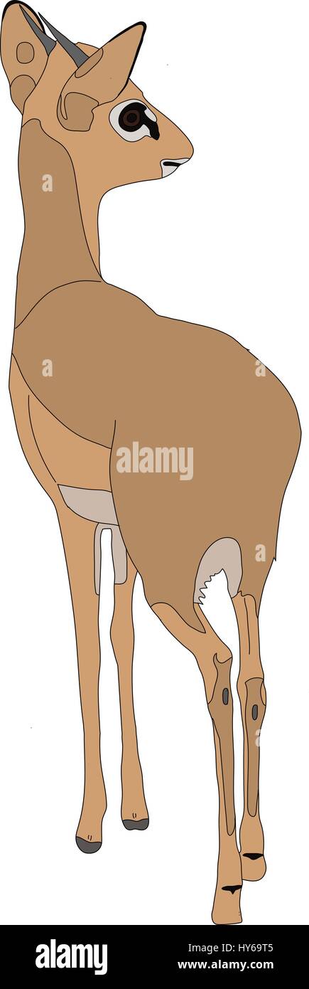 Ritratto di un damara dik dik, in piedi Illustrazione Vettoriale