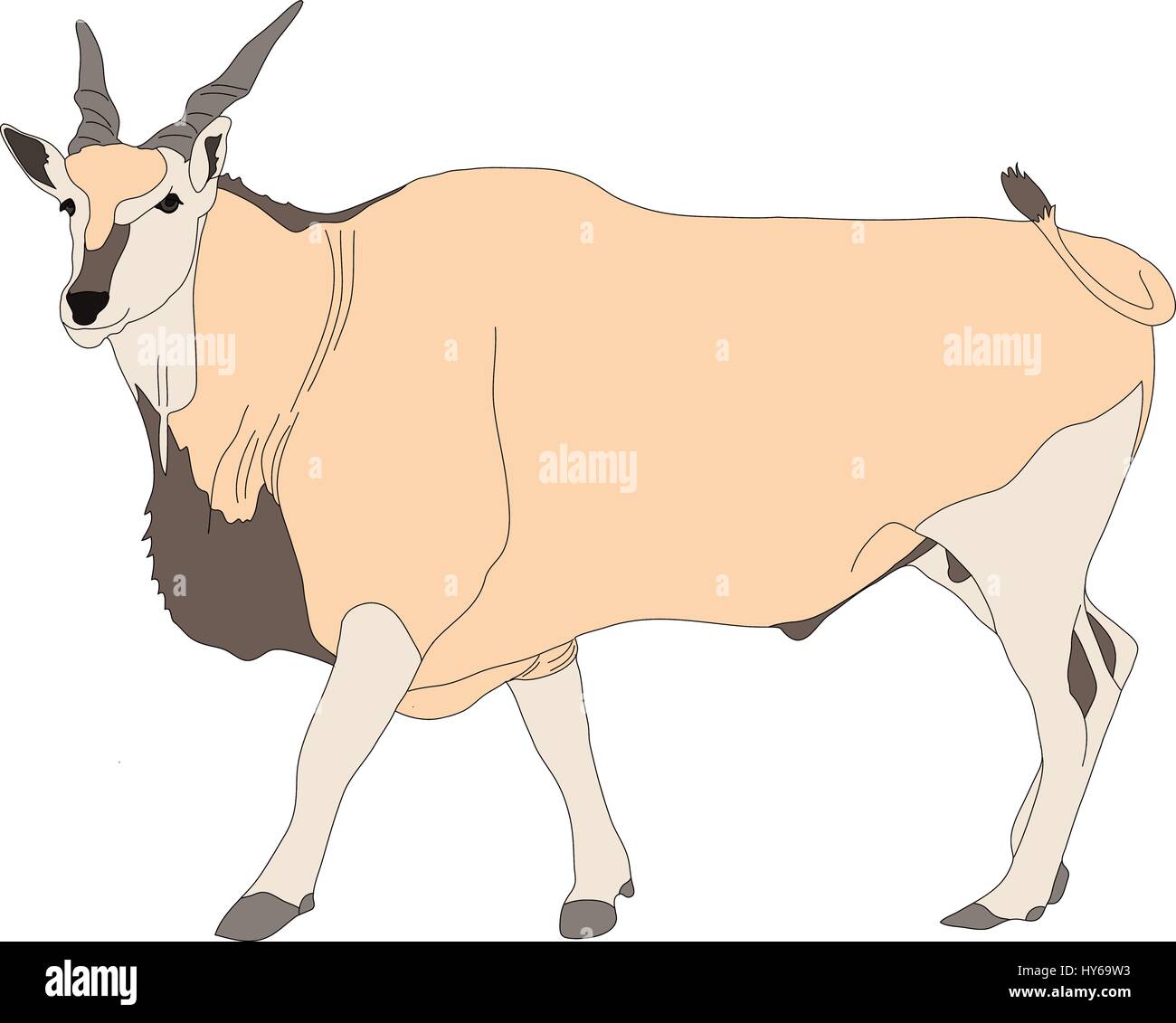 Ritratto di un comune eland antilopi, in piedi Illustrazione Vettoriale