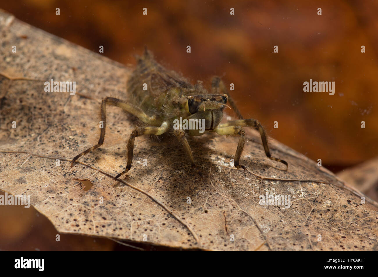 Ampia corposi chaser Ninfa di libellula Foto Stock