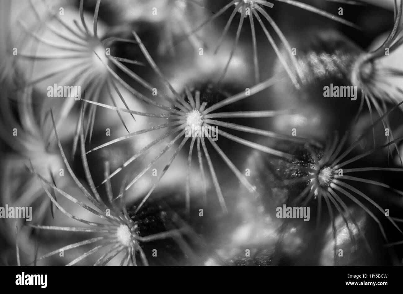 Abstract di ripresa macro di una foglia in bianco e nero. Foto Stock