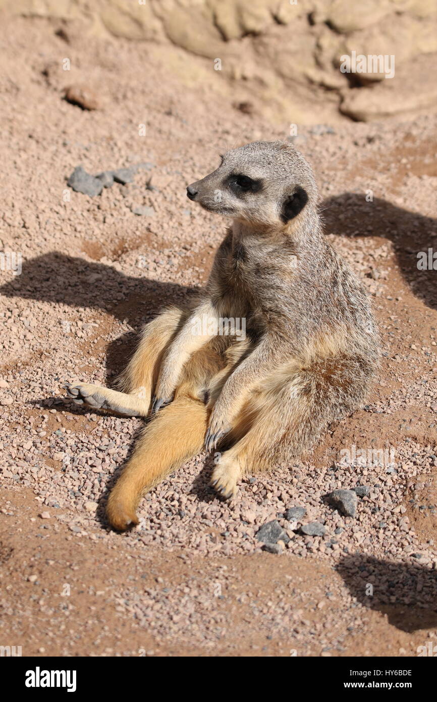 Meerkat a West Midlands Safari Park - la coda tra la gambe Foto Stock