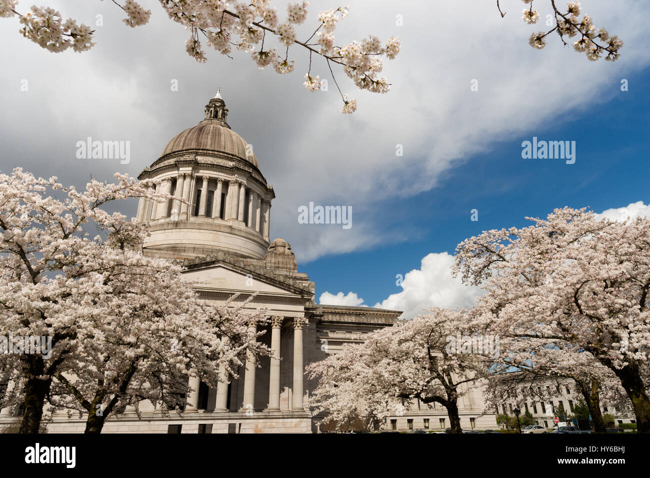 Splendida fioritura blossoms adornano la passerella al di fuori dello Stato nel capitale sociale di Olimpia, Washington Foto Stock