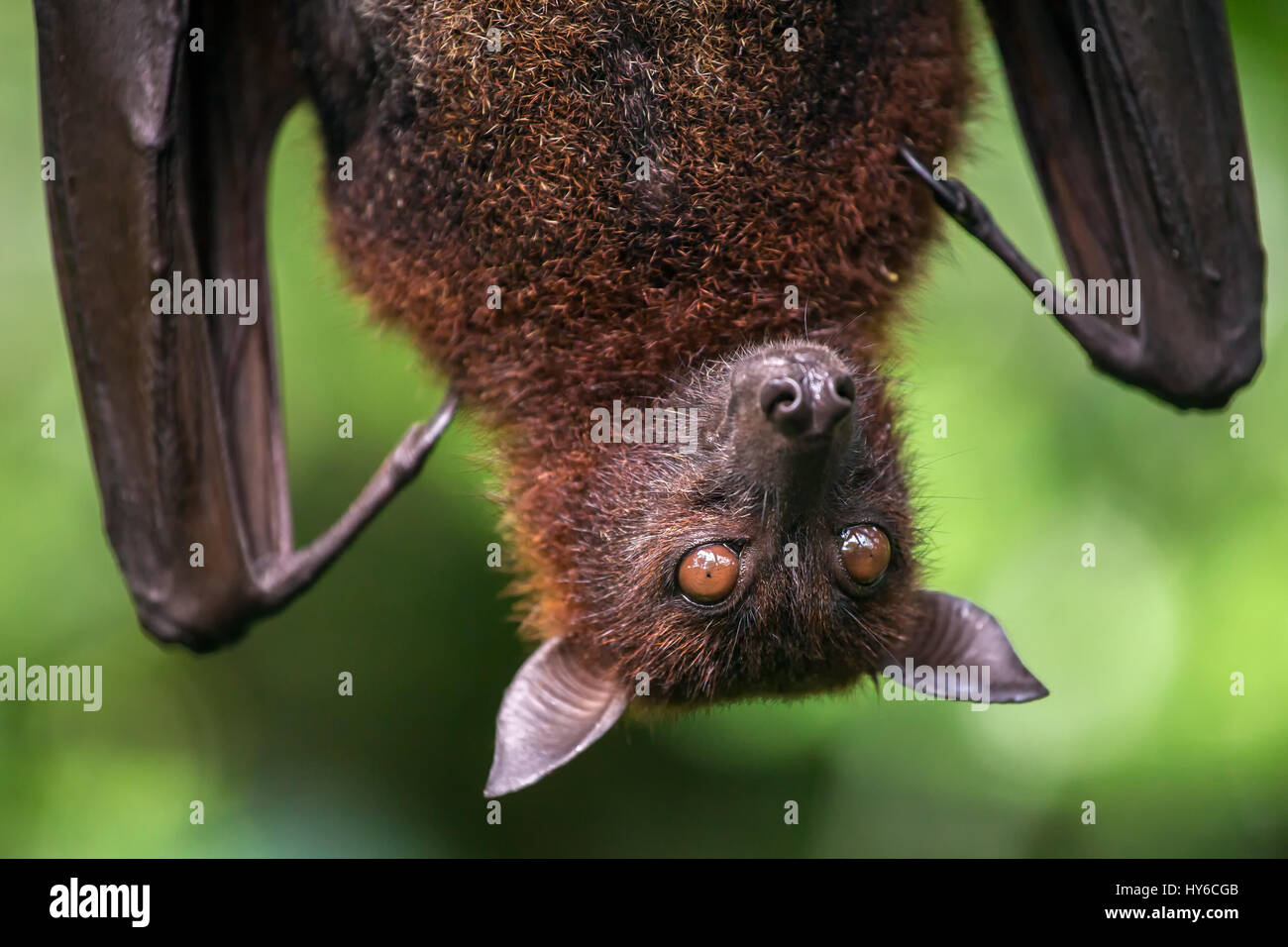 Grandi: la malese flying fox close-up verticale Foto Stock
