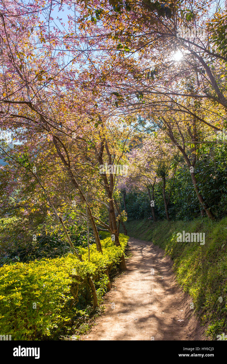 Blooming sakura tree lungo il bellissimo piccolo sentiero vicino a Chiang Mai nel nord della Thailandia. Foto Stock