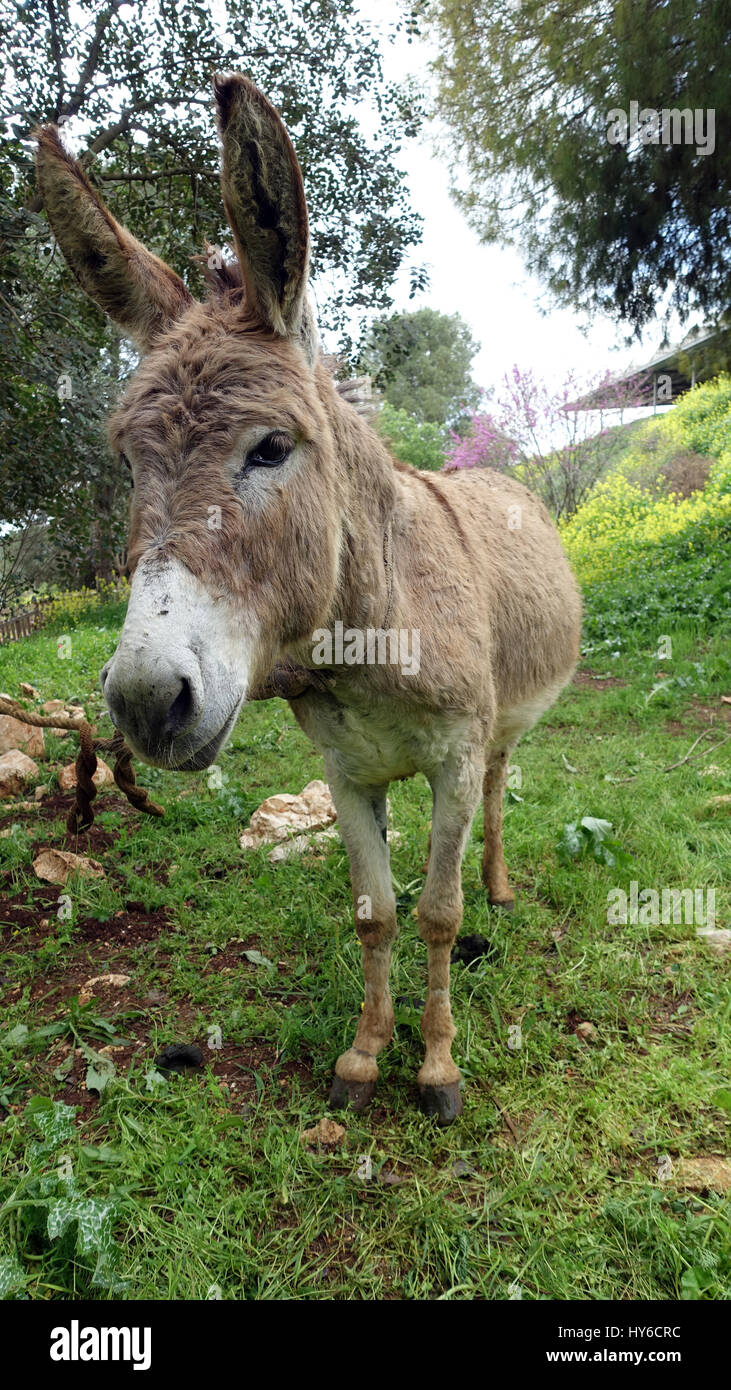 Asino su un kibbutz Galilea Israele Foto Stock