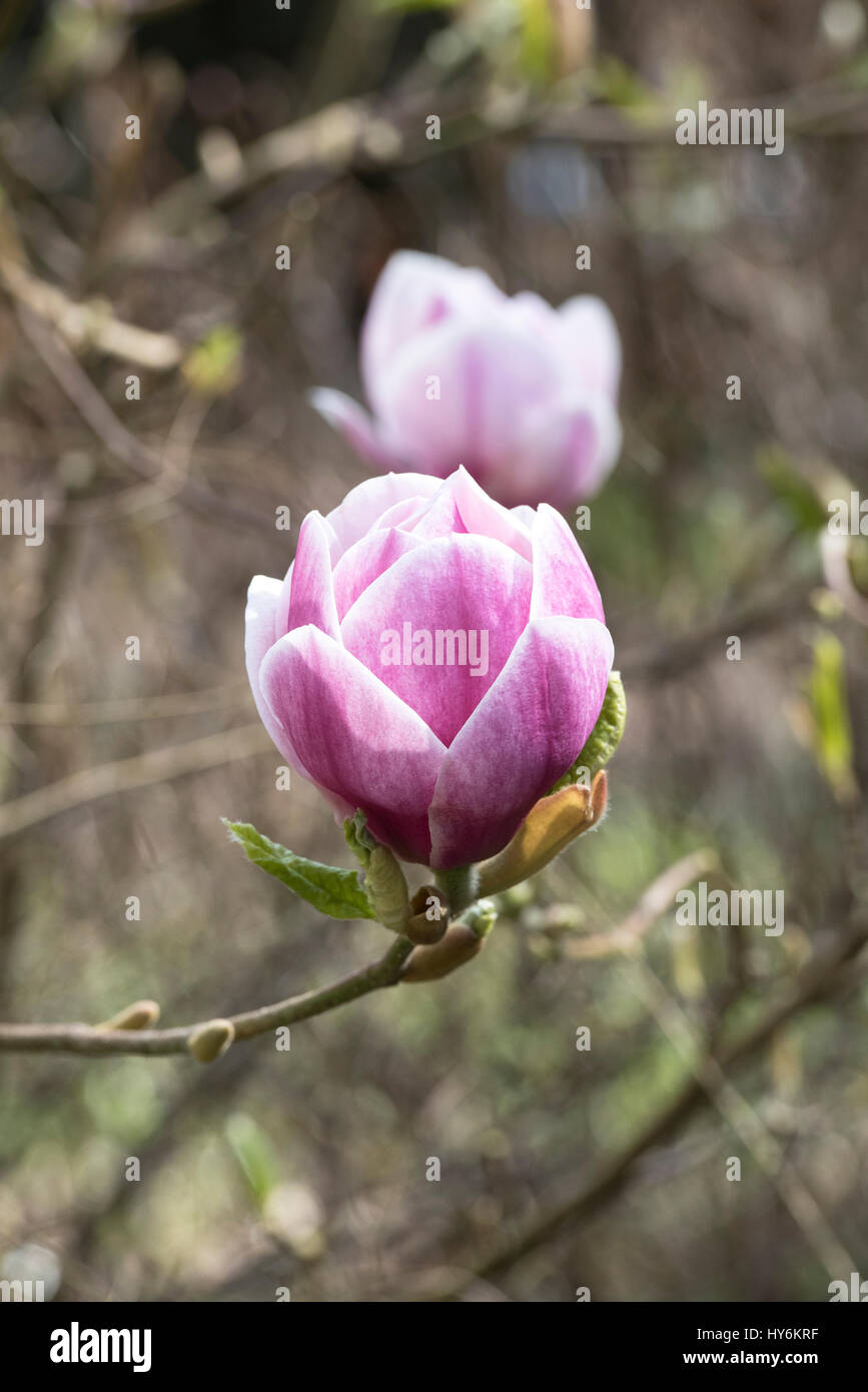 Magnolia soulangeana 'picture' x Magnolia campbellii 'Blumhard' albero fioritura in primavera. Regno Unito Foto Stock