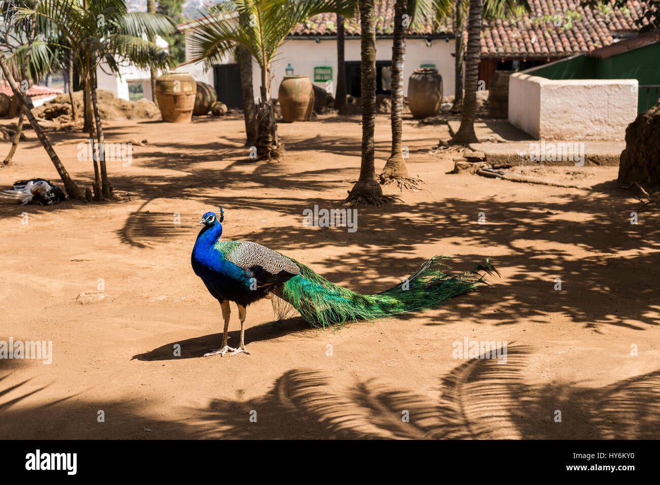 Peacock, Pavo cristatus, peafowl, uccello in un cantiere di sporcizia, Tenerife, Isole Canarie, Spagna Foto Stock