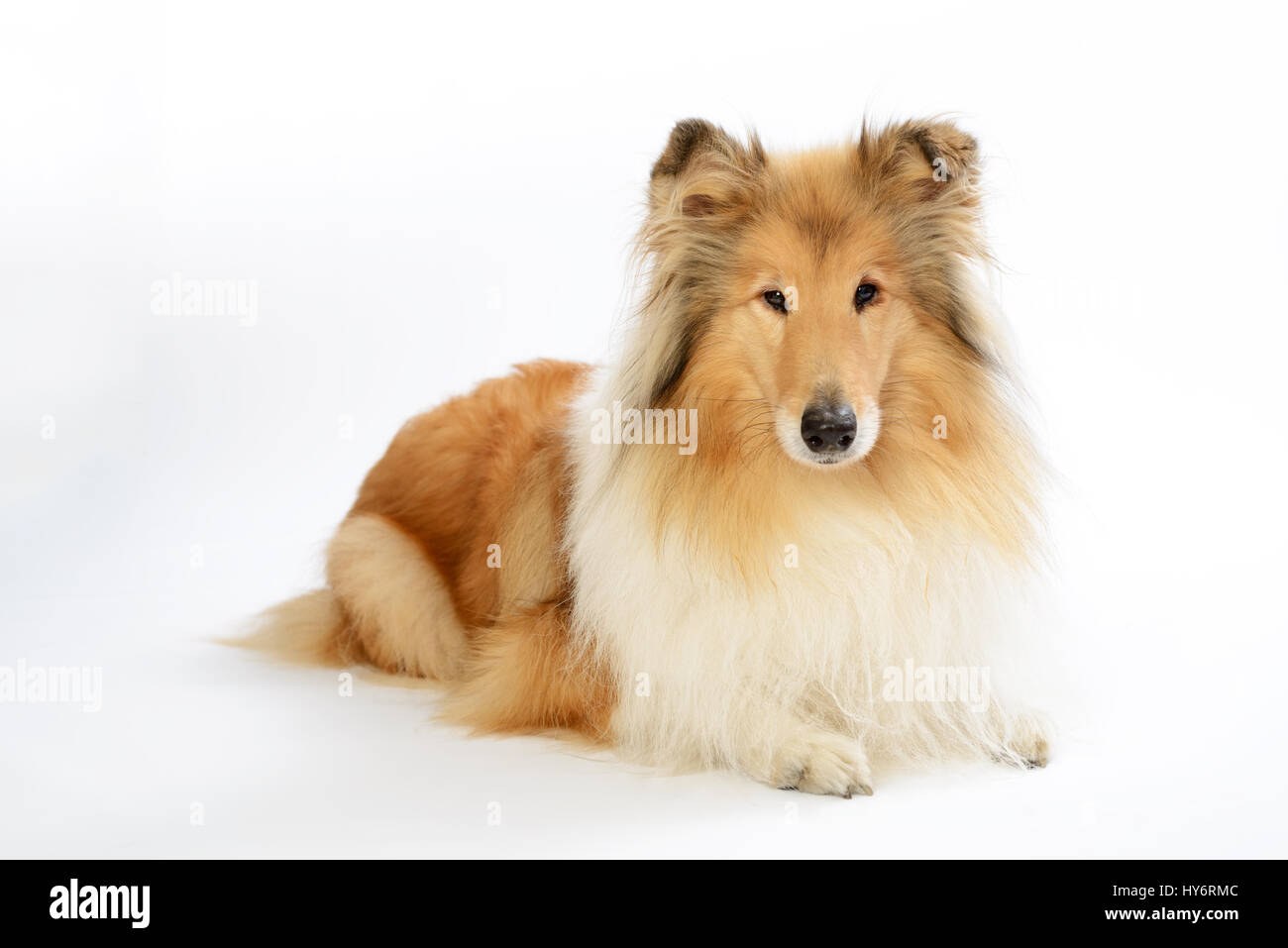 Collie ruvida cane davanti a uno sfondo bianco. Collie Hund liegt auf einem weißen Boden. Foto Stock