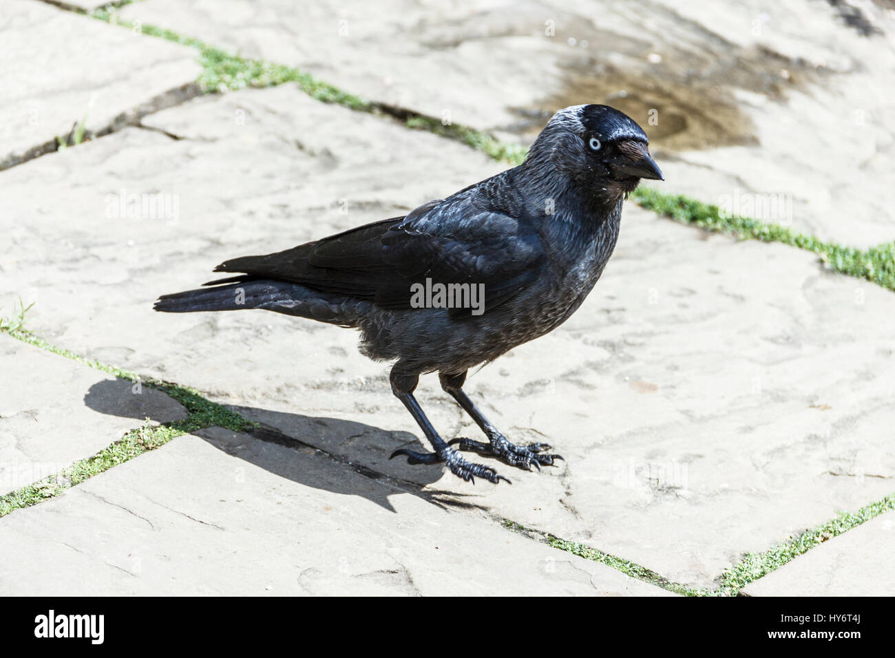 Taccola (Corvus monedula) lavaggio per il cibo al di fuori di un London cafe Foto Stock