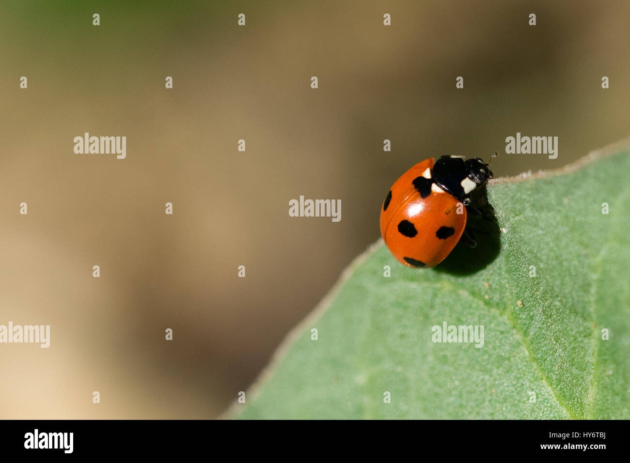 7 avvistato coccinella sul bordo della foglia di rabarbaro in la luminosa luce del sole di primavera Foto Stock