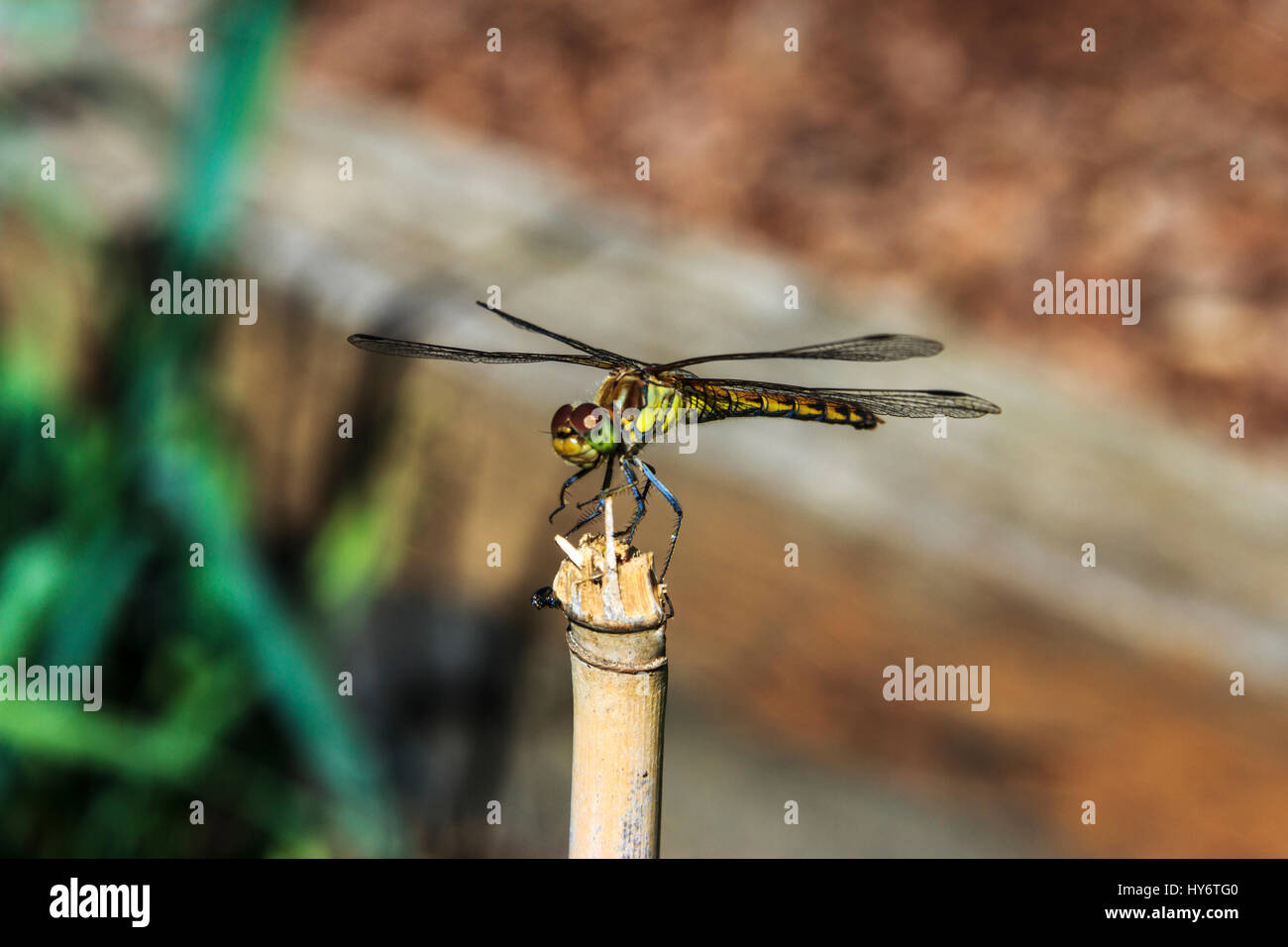 Close-up di una libellula arroccato su una canna di bambù, sfondo sfocato Foto Stock