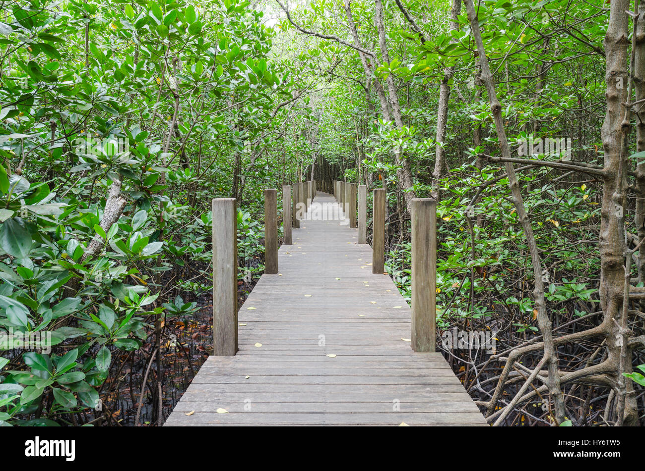 Percorso di legno nella foresta di mangrovie ,chanthaburi thailandia Foto Stock