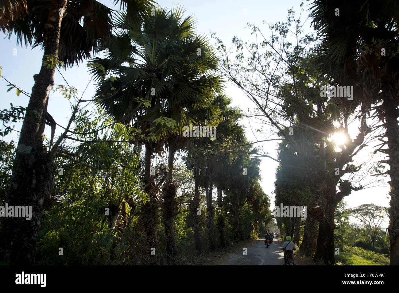 Myanmar (Birmania). Mawlamyine. Bilu Kyun (Ogre Island). Paese strada fiancheggiata da palme. Foto Stock