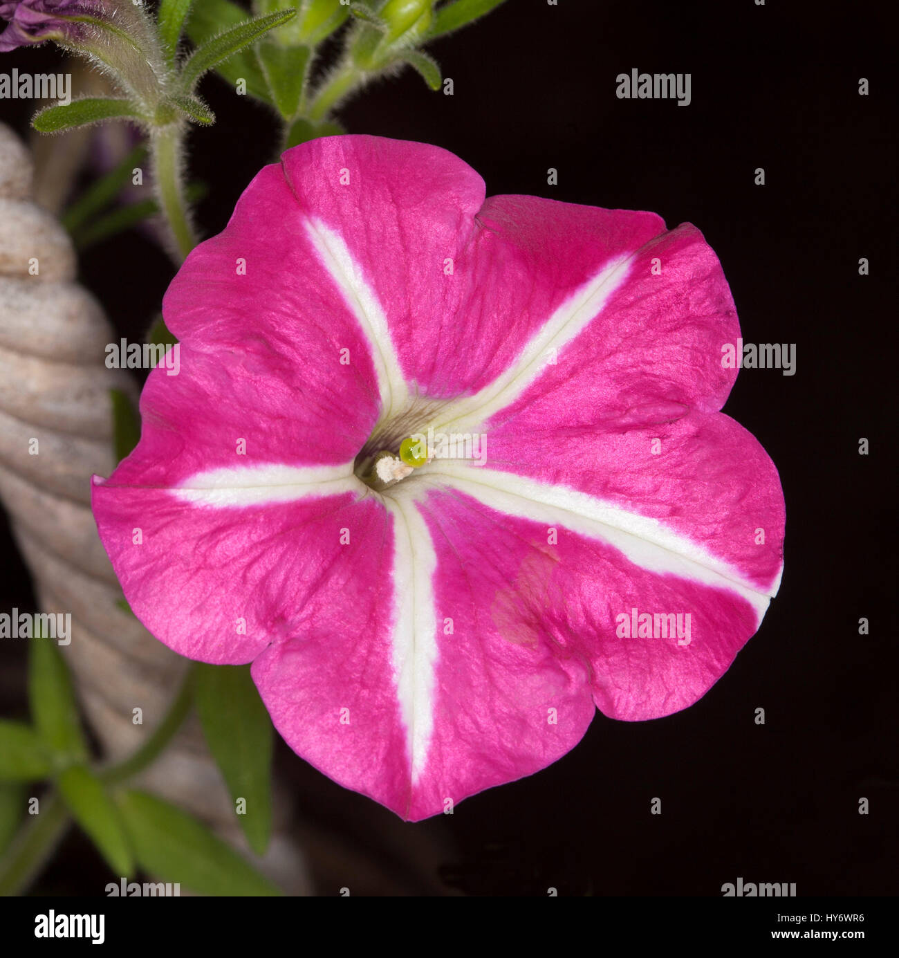 Insolito vivid fiore rosa di petunia con strisce bianche su petali, annuale fioritura delle piante su sfondo nero Foto Stock