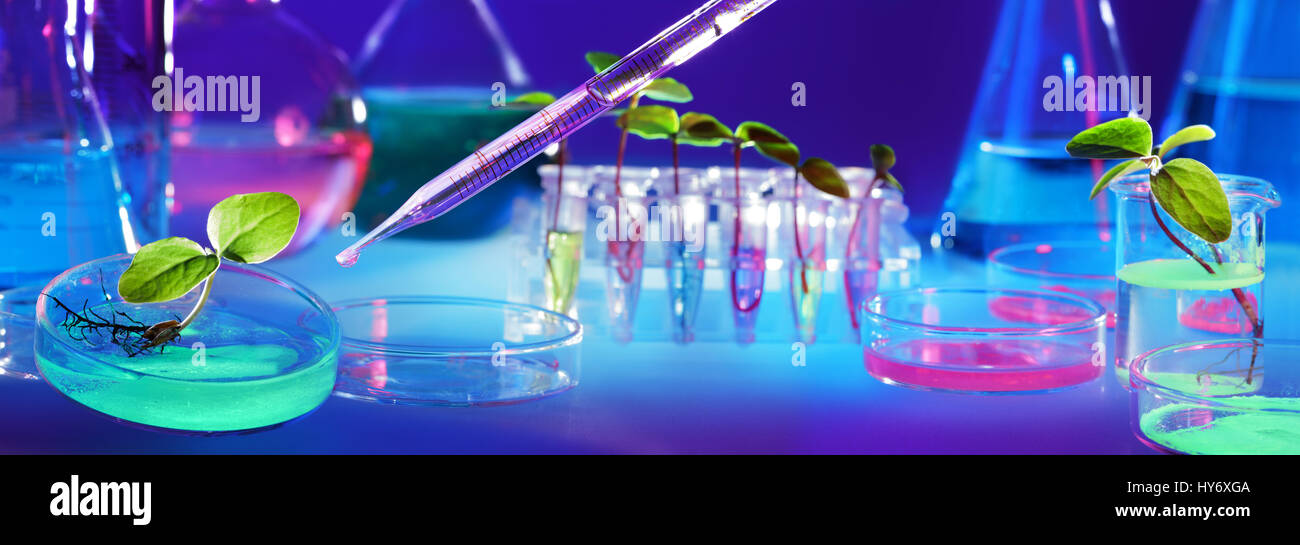 Biotecnologia e OGM - piante in tubi di prova - Laboratorio di Biochimica Foto Stock